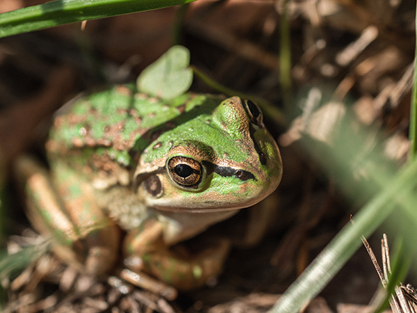 Grove Mill habitats frog 600