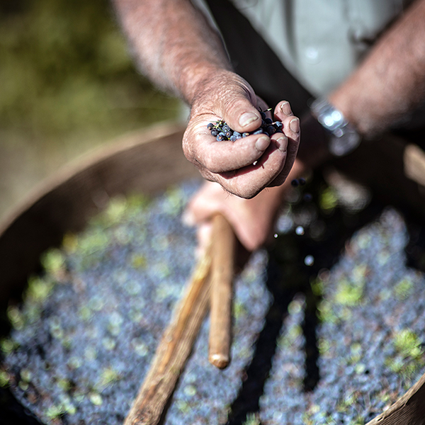 Juniper berries from Tuscany Italy600