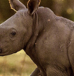 Part Time Rangers Names Baby Rhino