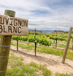 Get to know: Sauvignon Blanc