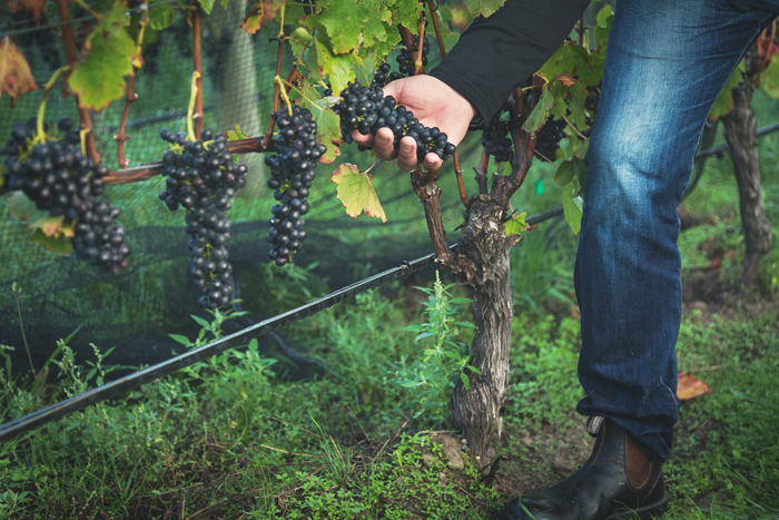 Giesen Estate viticulturist checking Syrah grapes for Giesen Estate Riesling Blush 