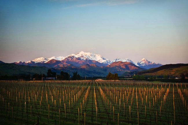 Tohu, Tohu wines, wine, new zealand wine, Maori wine