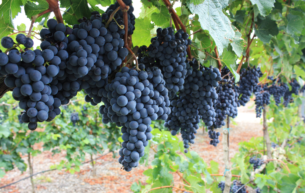 Miss Popular: Getting to know syrah | Toast