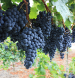 Miss Popular: Getting to know syrah 