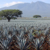 The History of Tequila