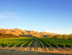 New Zealand Wine Tour: Waipara Valley