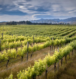 Spotlight on: Marlborough wines