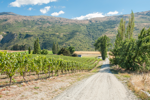 otago, pinot noir